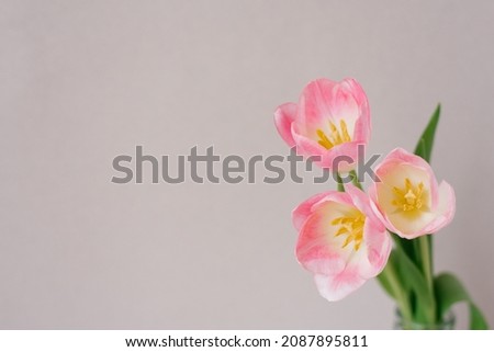 Pink spring tulips close-up on a beige gray background with copy space. Birthday card, March 8, Mother's Day and Valentine's Day