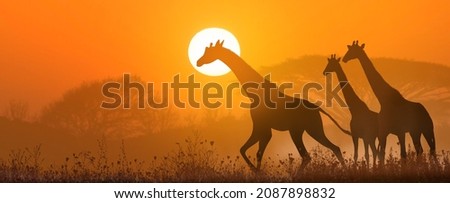 three giraffes under the hot African sun