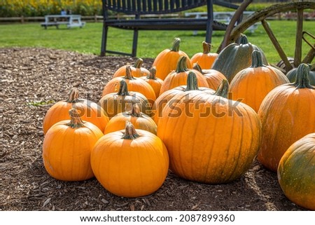 Groups of pumpkins. A pumpkin is a type of winter squash. They are one of the oldest domesticated plants having been used as early as 7,000 to 5,500 BC. They are native to North America. 