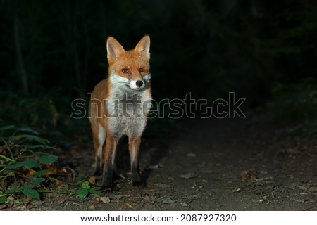 Close up of a Red fox (Vulpes vulpes) in forest at night, UK.