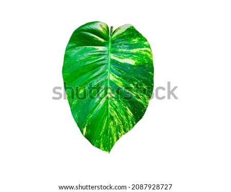 Isolated Epipremnum aureum leaf on white background with clipping path