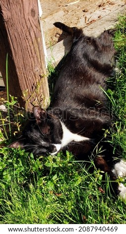 Tuxedo cat sun bathing in the grass