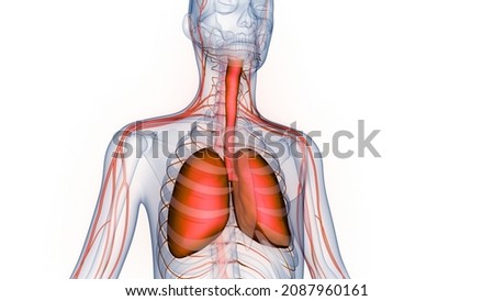 Human Respiratory System Lungs Anatomy. 3D