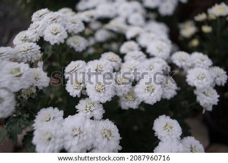 White flowers bloom on the morning in the garden on covered with dew for selective focus.Environmental and natural concept.