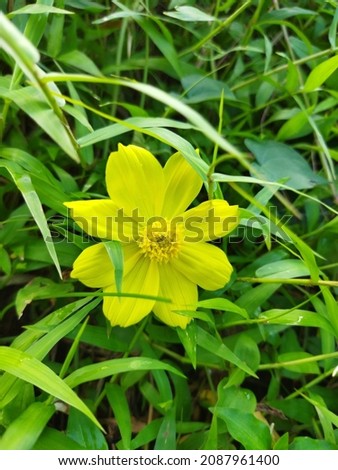 beautiful and beautiful yellow flower plants with raindrops