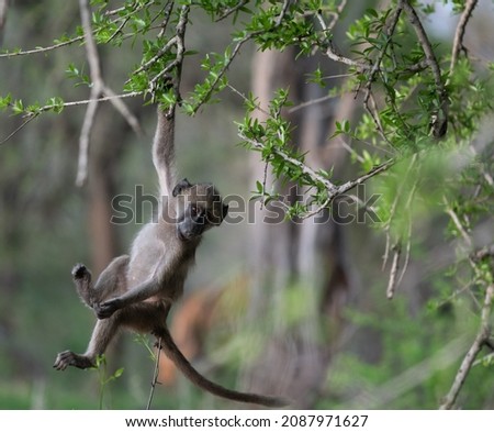 Playful young chacma baboon hanging in a tree in Kruger National Park, South Africa