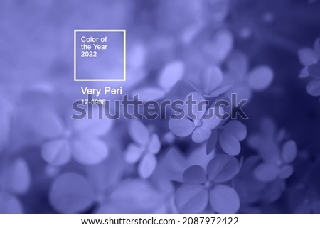 Closeup hydrangea flowers colored in Very Peri - color of the year 2022. Natural banner with main trend concept. Place for text. Calm floral background.