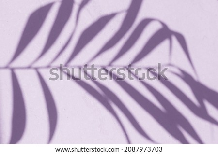 Shadow leaf dypsis on wall. Very Peri Pantone color of the year 2022.