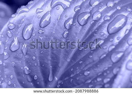 Macro photography of the glossy leaf with rain drops,colored in trendy 2022 color. Royalty-Free Stock Photo #2087988886
