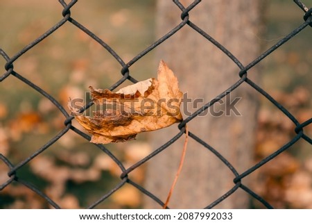 Autumn leaf on a fence.