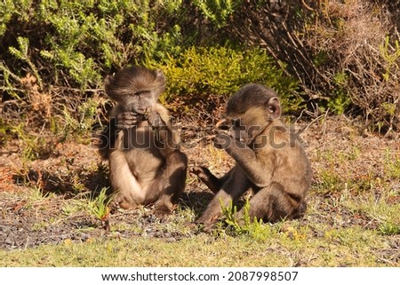 juveniles of chacma baboon or Cape baboon, Papio ursinus, feeding on plants at Cape Point, South Africa