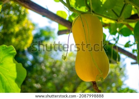Butternut Squash growing in garden. Organic vegetable farm.

 Royalty-Free Stock Photo #2087998888