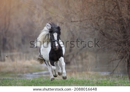 A black and white pony jumps on the grass with a developing mane Royalty-Free Stock Photo #2088016648