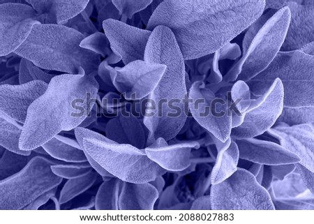 Background from leaves close-up in color Very Peri, color of the year, 2022 Color of the year