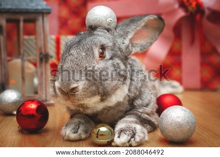 A beautiful male rabbit of the Belgian Giant breed lies among Christmas decorations and presents with a surprise for Christmas.