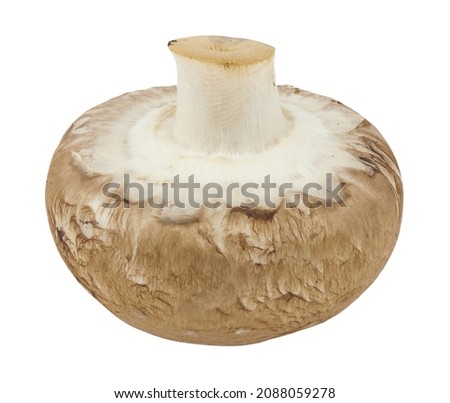 Champignon mushroom isolated on white background. Detail for design. Design elements. Macro. Full focus. Background for business cards, postcards and posters. Food object design. 