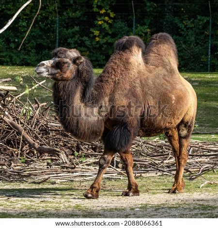 The Bactrian camels, Camelus bactrianus is a large, even-toed ungulate native to the steppes of Central Asia. The Bactrian camel has two humps on its back Royalty-Free Stock Photo #2088066361