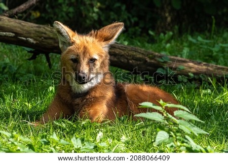 The Maned Wolf, Chrysocyon brachyurus is the largest canid of South America. This mammal lives in open and semi-open habitats, especially grasslands with scattered bushes and trees. Royalty-Free Stock Photo #2088066409