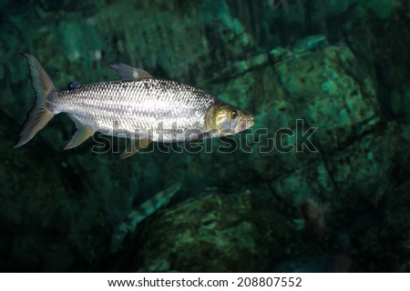 Close up of african tiger fish, selective focus. 