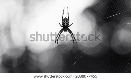 monochrome photo. horror, halloween. Araneus Diadematus, a European garden spider or crusader spider, sits on a web. background, with selective focus. they can be found in forests and gardens, closeup
