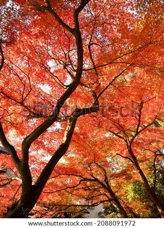 Maple tree with autumn leaves