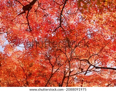 Maple tree with autumn leaves