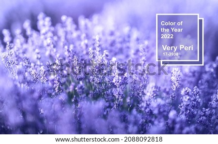 Lavender flowers in the color of the year. Color of the year 2022 Very Peri.Dynamic periwinkle blue hue with a vivifying violet red. Pantone color 2022. Royalty-Free Stock Photo #2088092818
