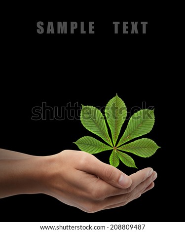 Man hand holding object ( green clover ) isolated on black background. High resolution 