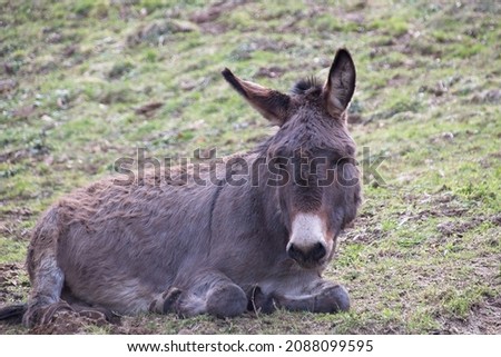 a donkey in the meadow