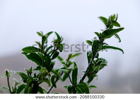 green leaves and branches of frozen shrubs in winter. High quality photo