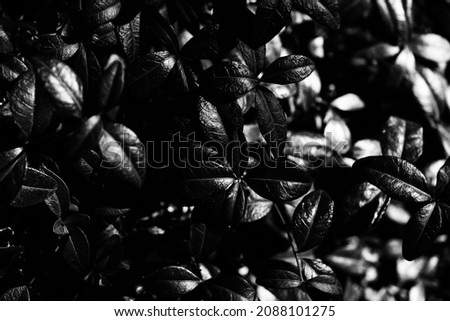 black and white flowers. abstract background of plants and flower silhouettes. stylish pattern. contrast image