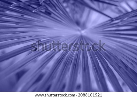 Textured background of a violet palm leaves.