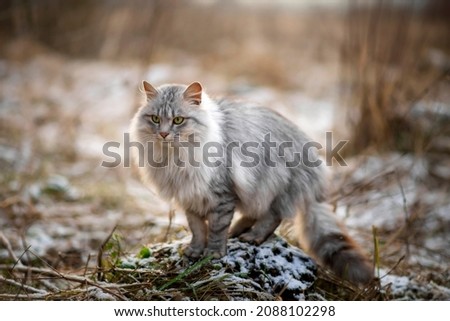 Photo of a beautiful fluffy cat in winter on the street.