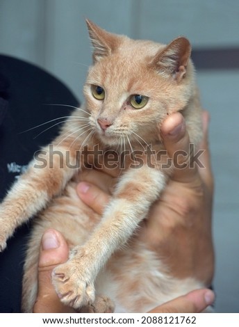 cute fluffy peach cat in hands close up