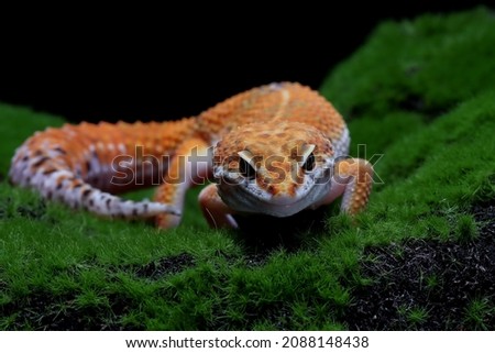 Leaopard gecko closeup with on moss with black background, Tomato gecko closeup head, animal closeup