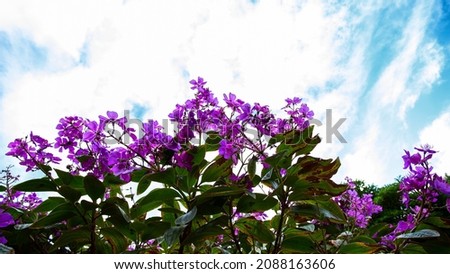 Bougainvillea flower banner.  Buganvilla and bugambilia ornamental plants  against blue sky for  vibrant flowers background for wallpaper or web design.