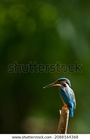 The common kingfisher in Guangzhou China. Rare closeup and detailed shots in portrait and landscape with negative space for text.