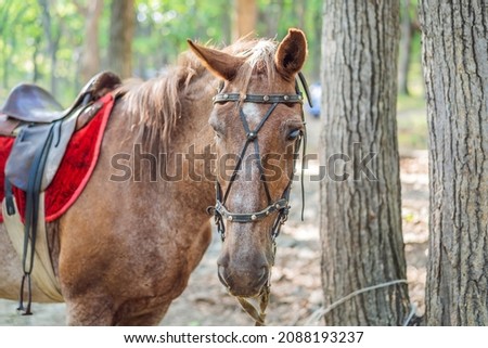Horse's white eye. A horse is tied to a tree in the forest