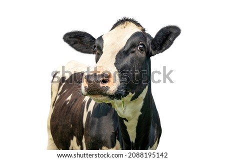 cow isolated on white, black and white looking, pink nose Mature cow, black and white curious gentle surprised look, in a green field, blue sky Royalty-Free Stock Photo #2088195142