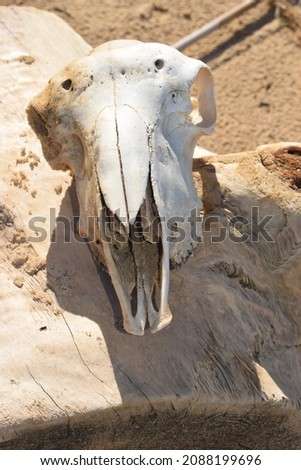 Skull of sheep (Ovis aries) on the sand