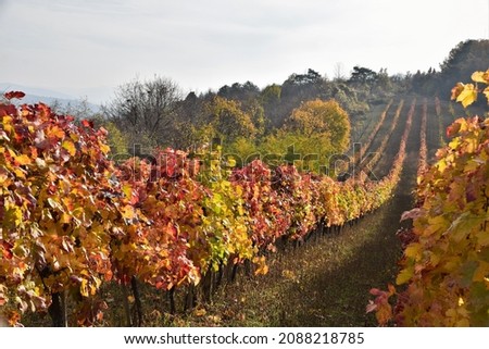 Autumn vineyard in Topola, Serbia
