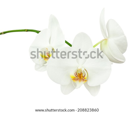 Three day old white orchid isolated on white background. Closeup. Royalty-Free Stock Photo #208823860