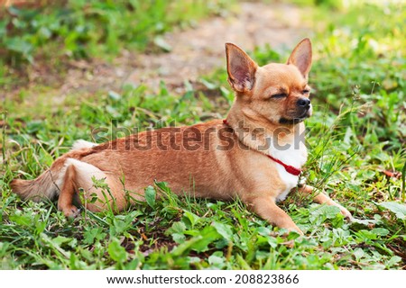 Chihuahua dog lying on background of green grass with eyes closed.