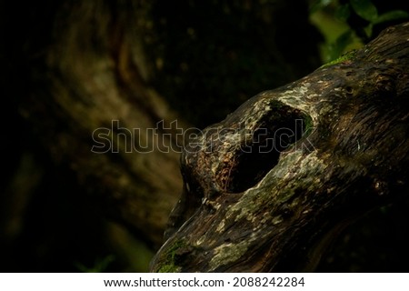 close up photo of moss on a tree at a shallow depht of field