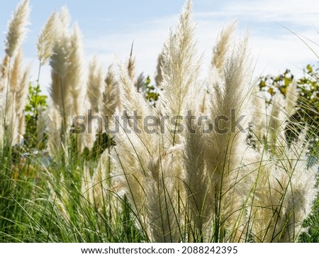 Close-up of Pampas grass or soft plants Cortaderia selloana in blue sky in new modern city park Krasnodar. Public landscape Galitsky park for relaxation and walking in sunny autumn 2021