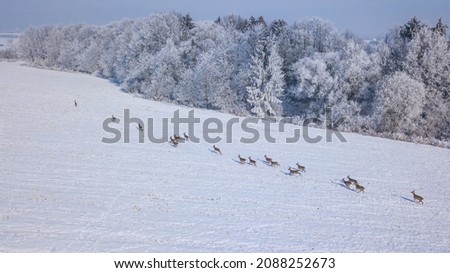 Aerial view of a running herd of roe deer in winter. Beautiful wildlife scenery of roe deer in snowy landscape. West Bohemia in Czech republic, European union.