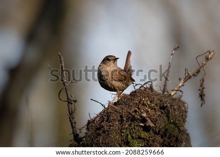 The Eurasian wren sitting on a twig, Troglodytes troglodytes, a bird that makes interesting sounds, sings beautifully, small, fast and agile, builds a nest in the windings Royalty-Free Stock Photo #2088259666