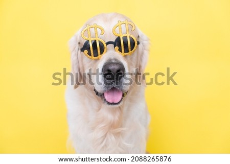 Portrait of a cute dog in sunglasses in the shape of a dollar. Golden retriever sits on a yellow background with the image of money.