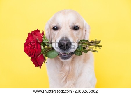The dog holds a bouquet of roses in his mouth. Golden retriever sits on a yellow background with flowers. Postcard for birthday, wedding, Valentine's Day, March 8.