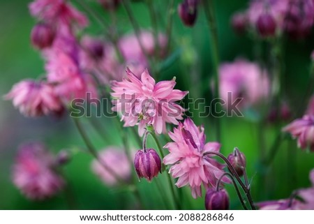 Abstract of beautiful Columbine Aquilegia vulgaris 'Clementine Salmon-Rose' blossoms in the flower garden. Selective focus with blurred foreground and background.
